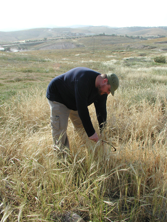 039_alon_junction_harvesting_ripe_barley_2005mar27_2.jpg