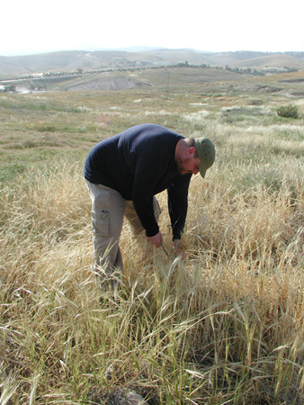 040_alon_junction_harvesting_ripe_barley_2005mar27_3.jpg