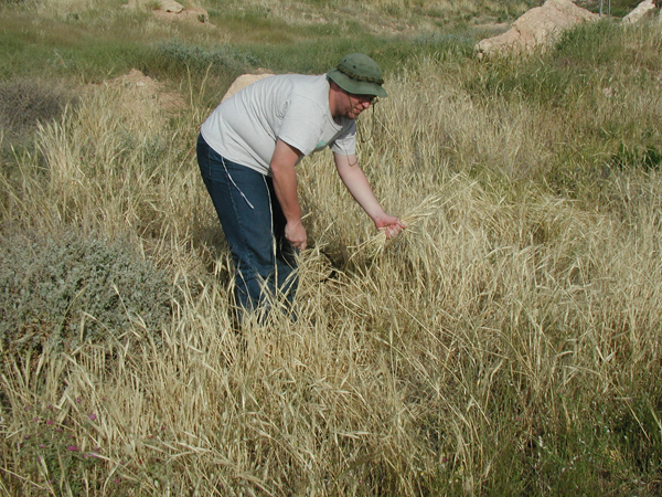041_alon_junction_harvesting_ripe_barley_2005mar27_4.jpg