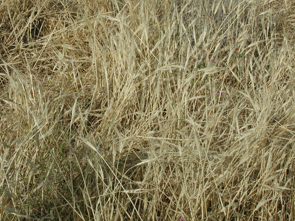 042_alon_junction_harvest_ripe_barley_2005mar27_1.jpg
