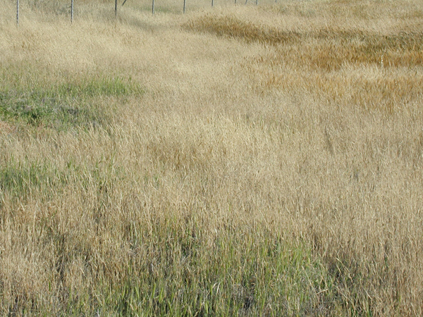 044_alon_junction_harvest_ripe_barley_2005mar27_3.jpg
