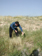 038_alon_junction_harvesting_ripe_barley_2005mar27_1