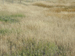 044_alon_junction_harvest_ripe_barley_2005mar27_3